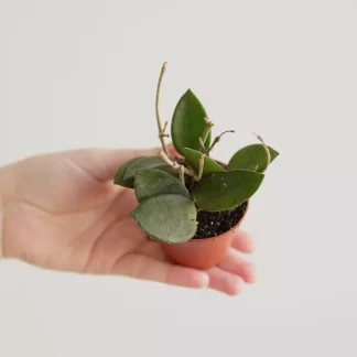 HOYA CHOUKE (Copy)